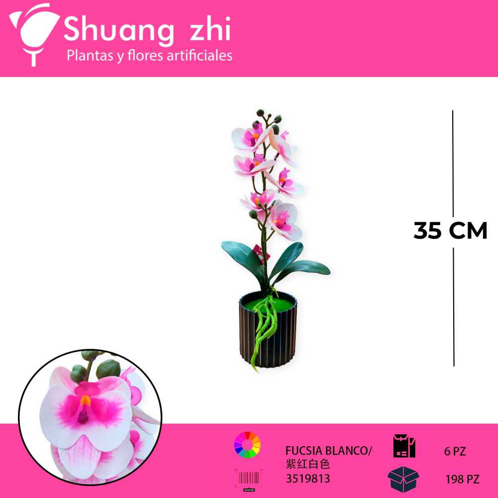 ORQUIDEA MACETA FUCSIA CON BLANCO