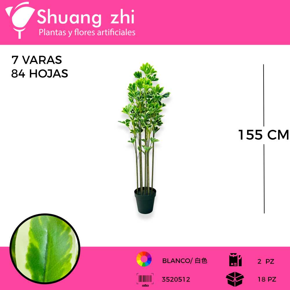 PLANTAS
