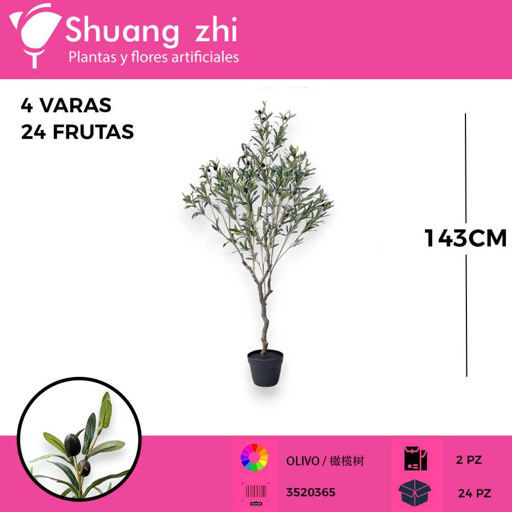PLANTA OLIVO 4 VARAS 24 OLIVAS CON MACETA