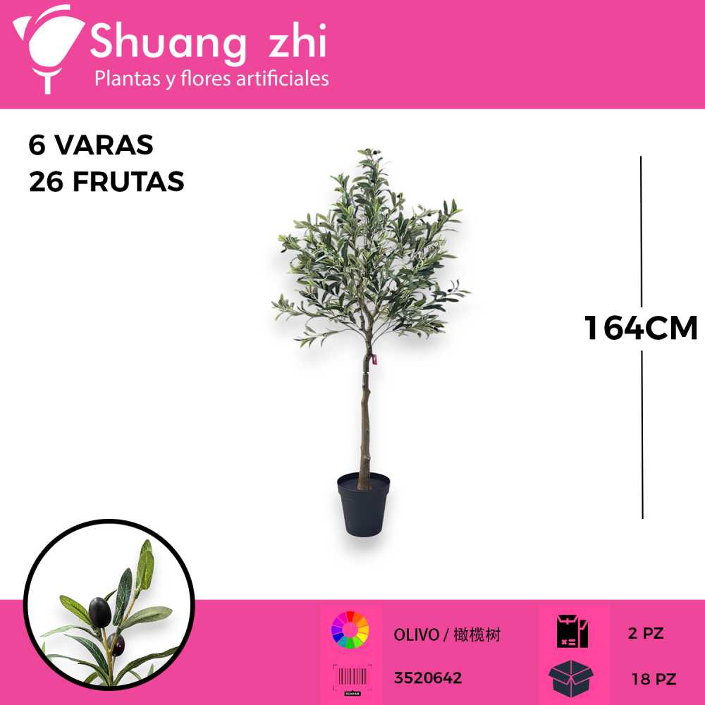 PLANTA OLIVO 6 VARAS 26 OLIVAS CON MACETA