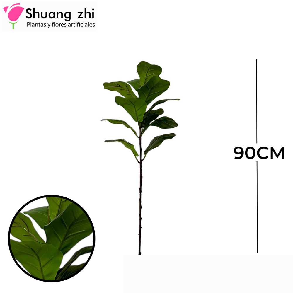PLANTA PANDURATA CON MACETA