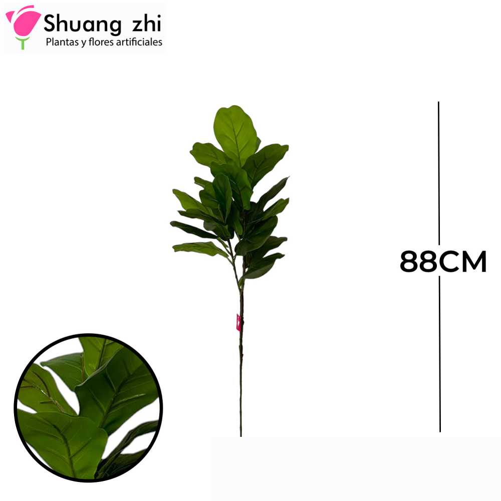 PLANTA PANDURATA CON MACETA