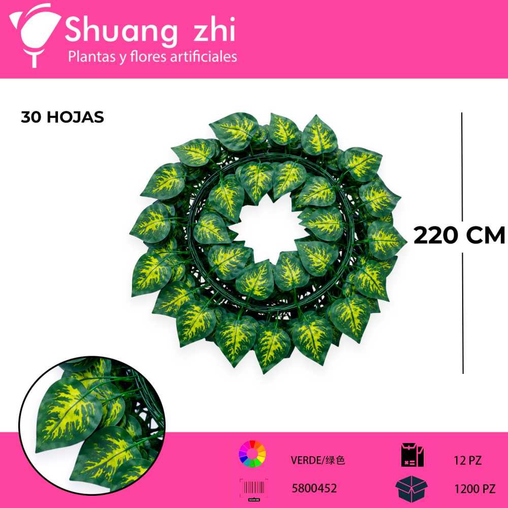 GUÍA GRANDE HOJA AGLAONEMA