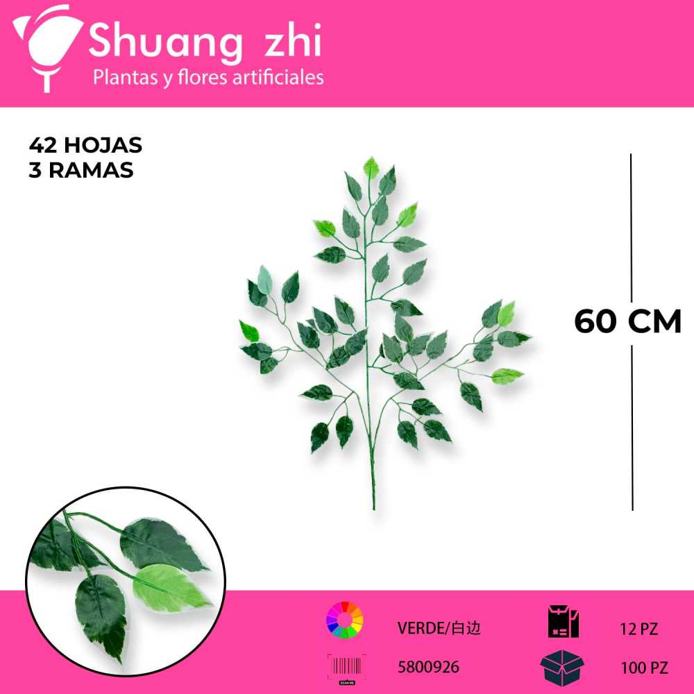 HOJA FICUS BORDE BLANCO 12 PCS