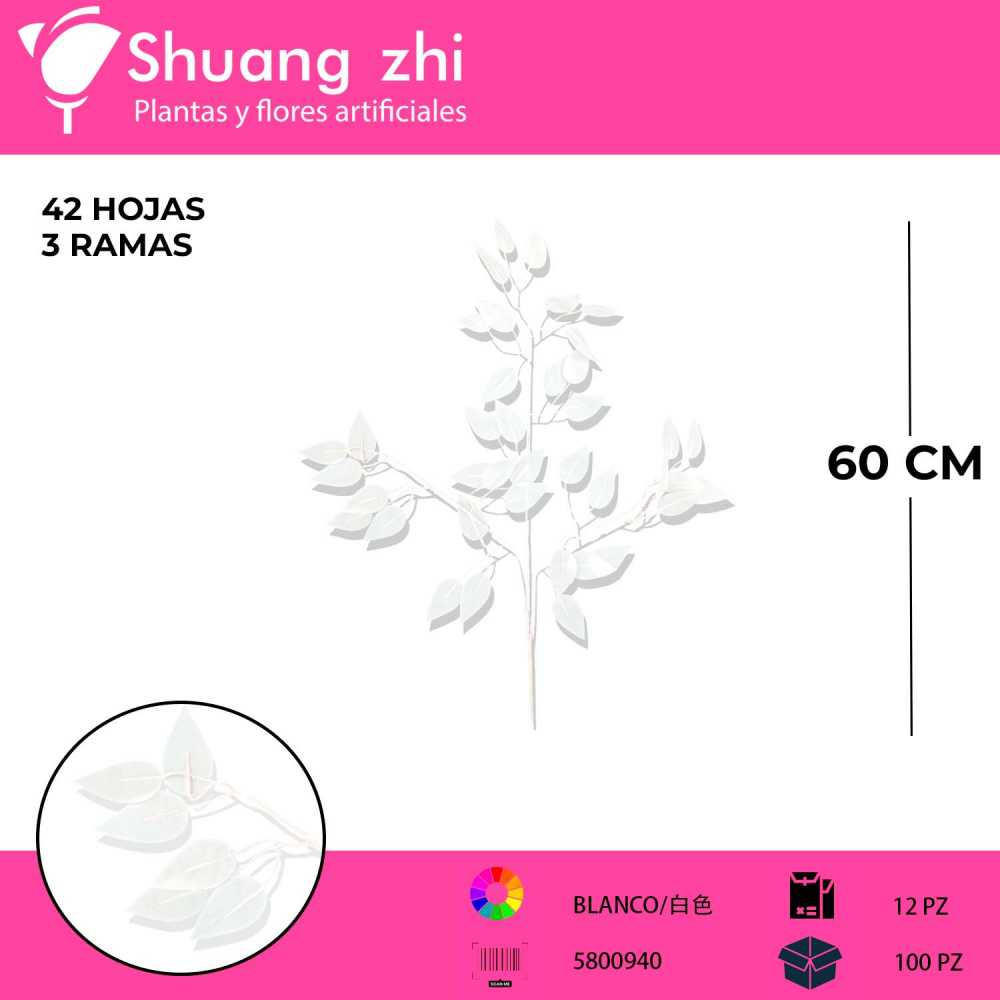 FICUS BLANCOR 3 RAMAS 12 PCS