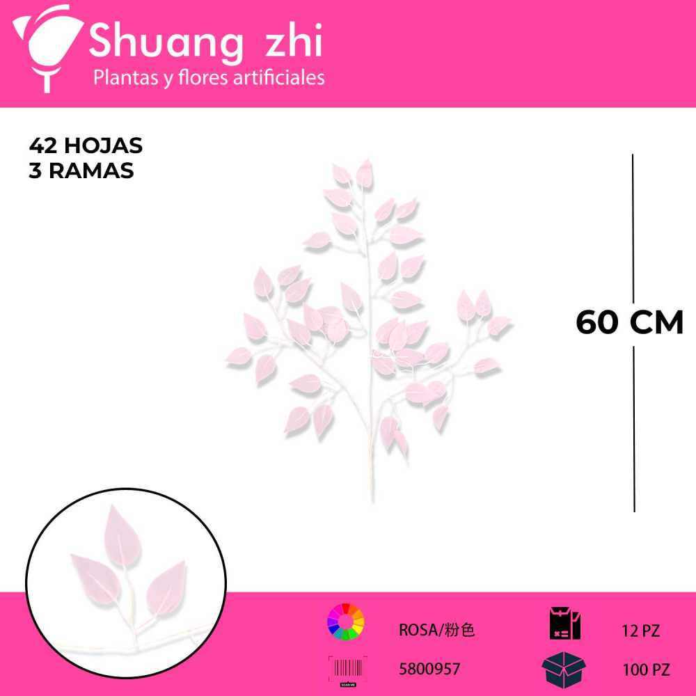 FICUS ROSA 12 PCS