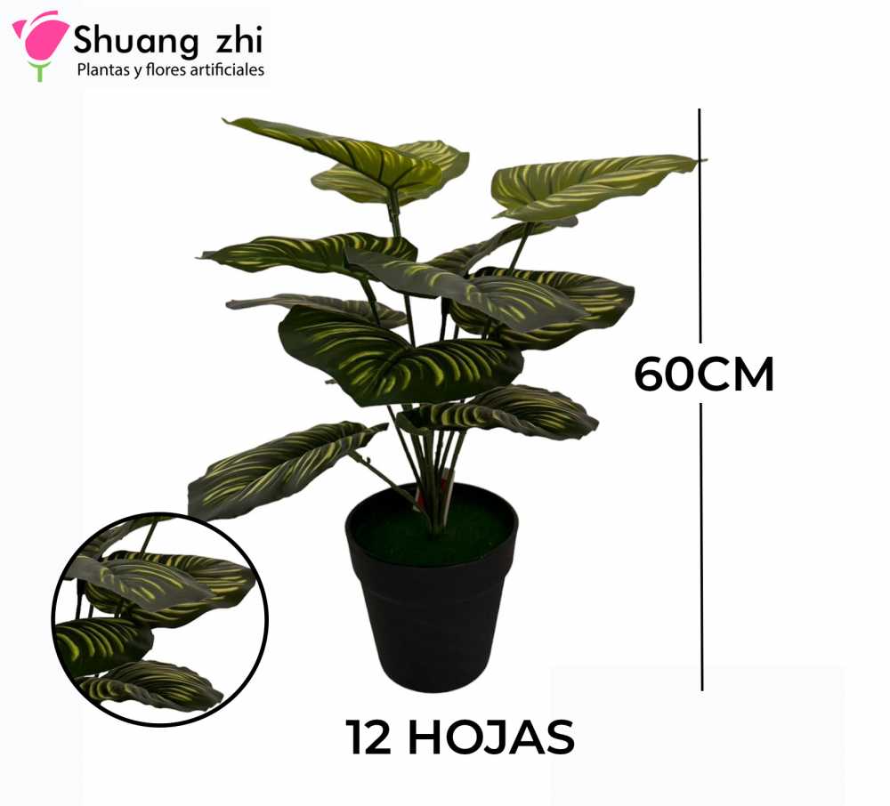 PLANTA 12 HOJAS CON MACETA