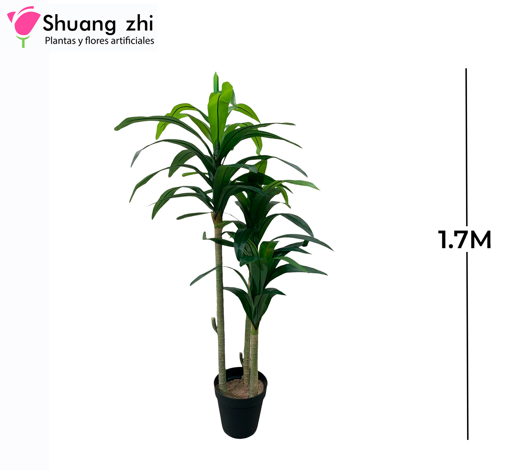 PLANTA 3 PALOS 1.7M 51HOJAS CON MACETA
