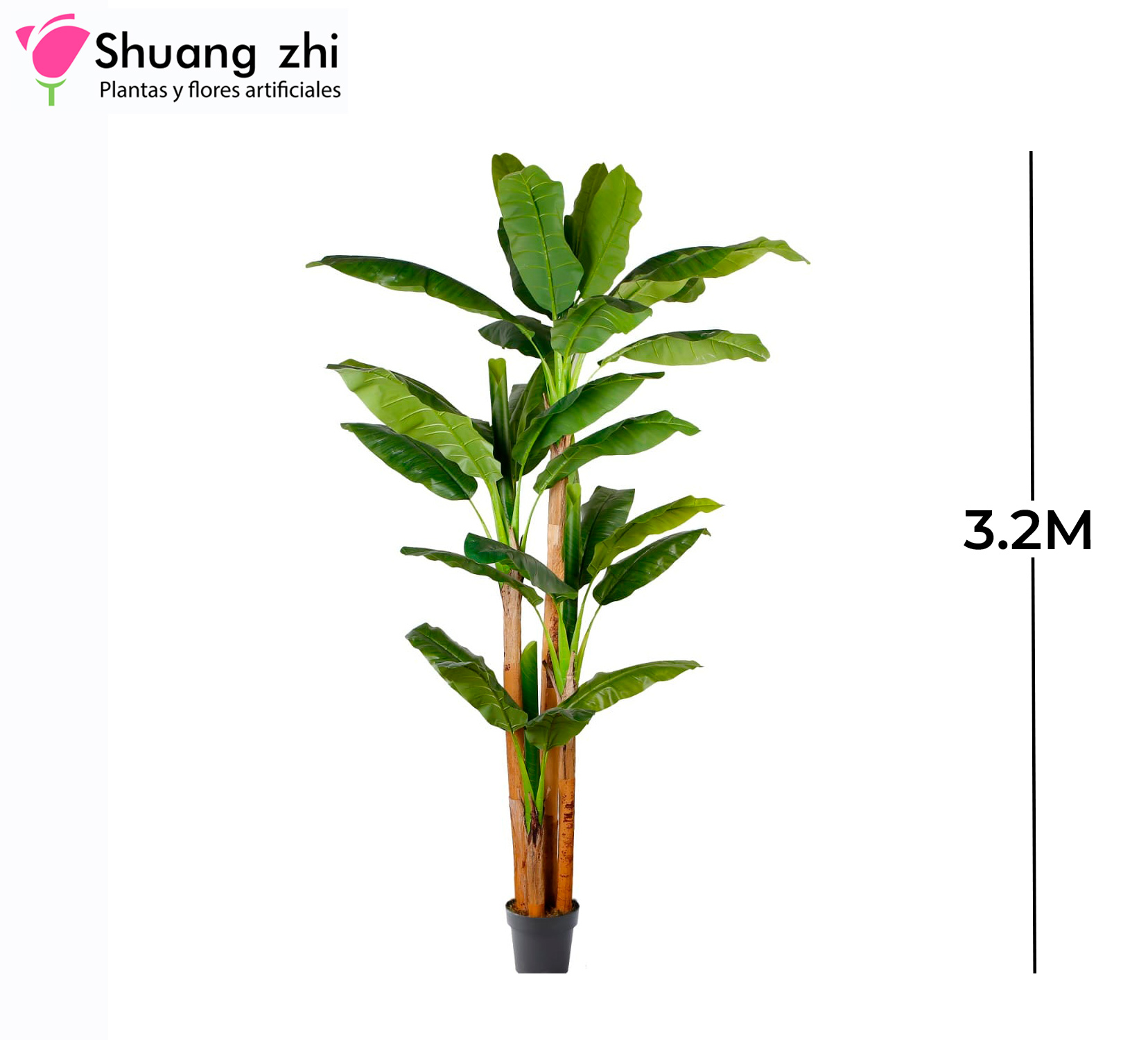 PLANTA BANANA 3 PALOS 3.2M 36 HOJAS CON MACETA