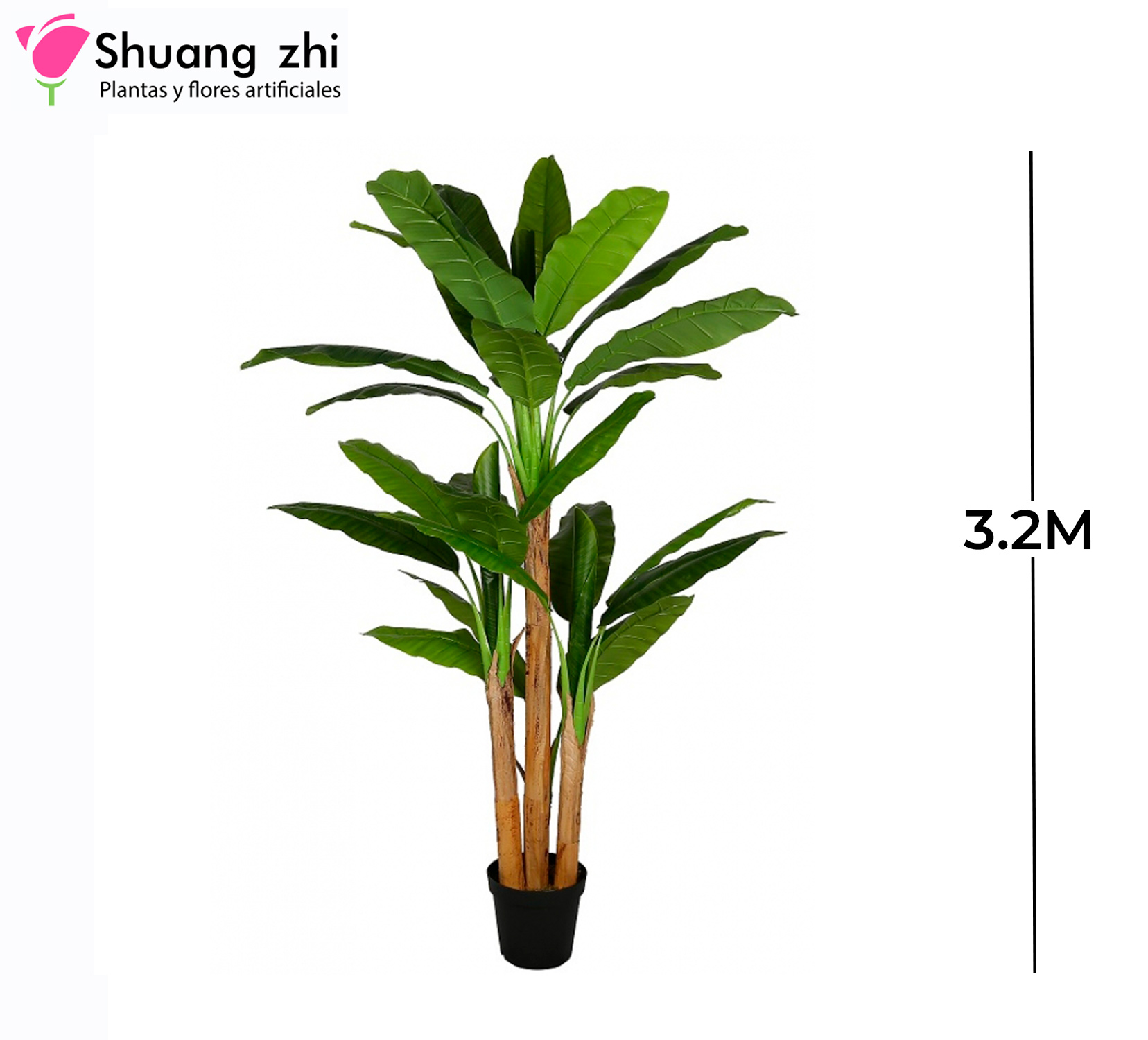 PLANTA BANANA 3 PALOS 3.2M 27 HOJAS CON MACETA