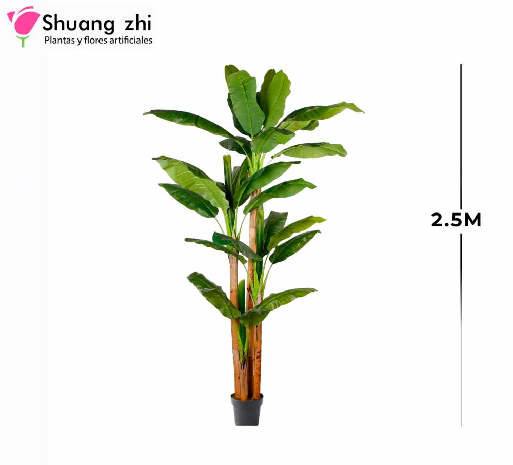 PLANTA BANANA 3 PALOS 2.5M 27 HOJAS CON MACETA