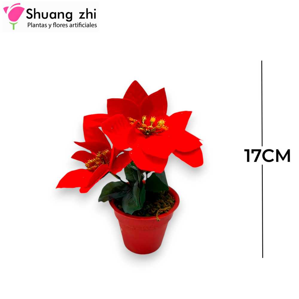 MACETA MINI FLOR NOCHEBUENA