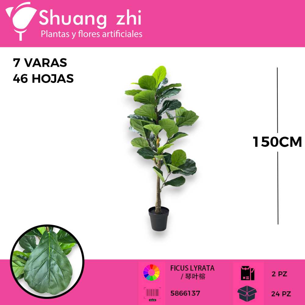 PLANTA FICUS CON MACETA 150CM