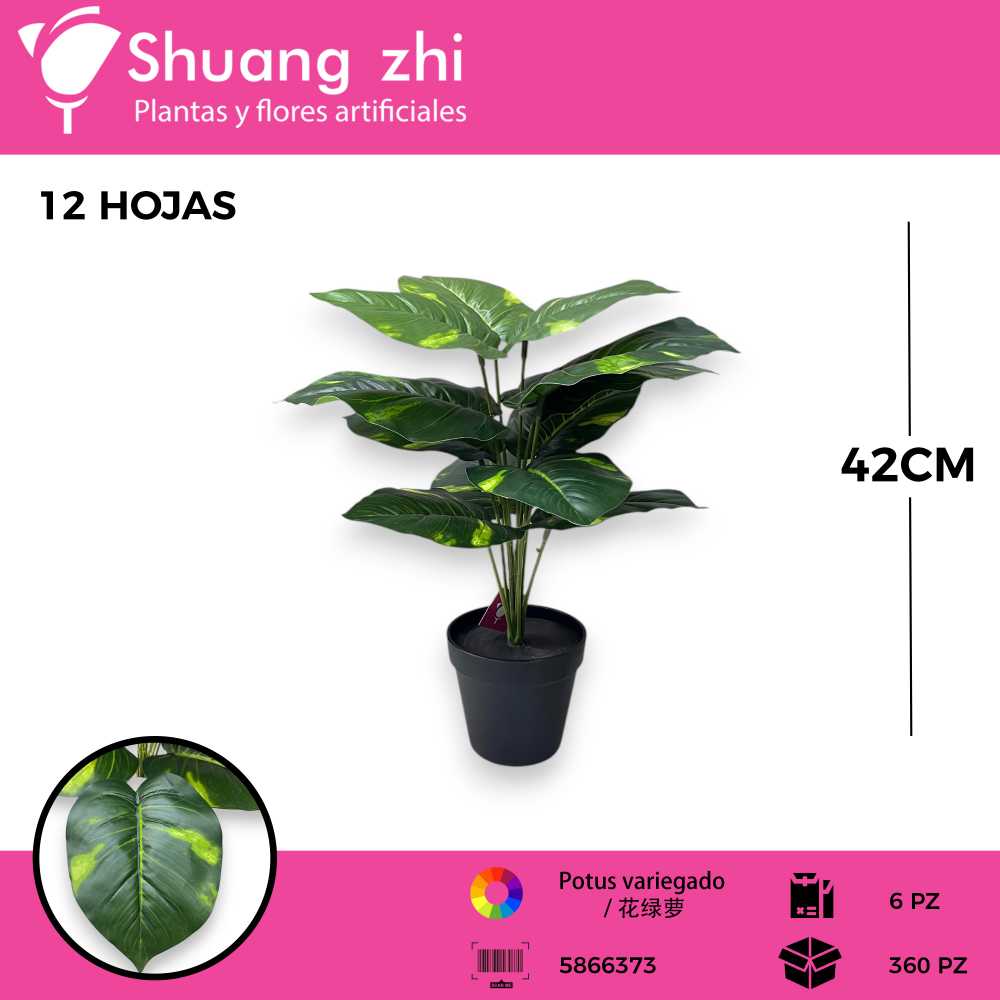 PLANTA 12 HOJAS CON MACETA