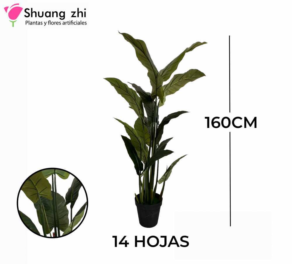 PLANTA PALMERA 14 VARAS CON MACETA