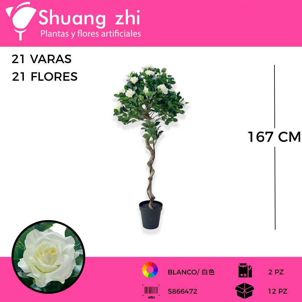 PLANTA 147 ROSAS BLANCO