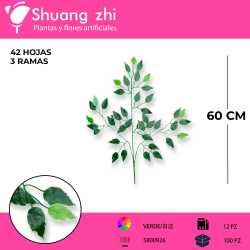 HOJA FICUS BORDE BLANCO 12 PCS